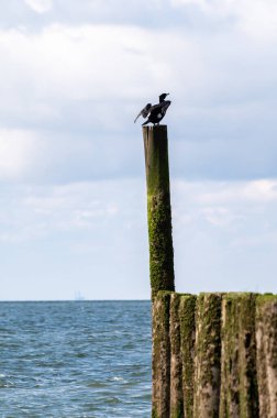 Hollanda, Zoutelande yakınlarındaki beyaz kumlu kuzey sahillerindeki tahta kutuplara bakın.