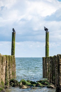 Hollanda, Zoutelande yakınlarındaki beyaz kumlu kuzey sahillerindeki tahta kutuplara bakın.