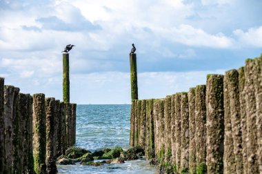 Hollanda, Zoutelande yakınlarındaki beyaz kumlu kuzey sahillerindeki tahta kutuplara bakın.