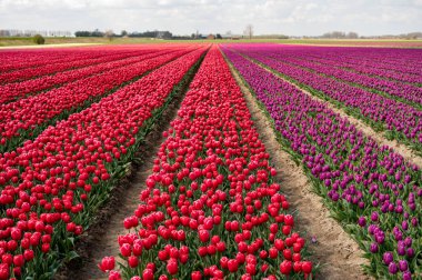 Hollanda baharı, nisan ayında ve Hollanda 'nın kuzeyinde Lisse yakınlarındaki tarlalarda çiçek açan renkli laleler.
