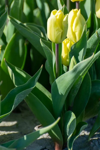 Holländischer Frühling Blühende Bunte Tulpen Auf Bauernhöfen April Und Mai — Stockfoto