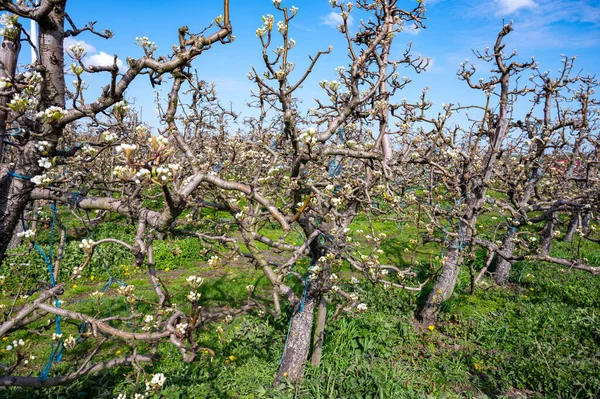 Początek Wiosennego Kwitnienia Gruszek Holenderskich Sadach Kwietniu — Zdjęcie stockowe