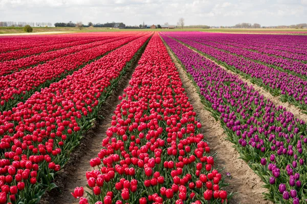 Nederlandse Lente Kleurrijke Tulpen Bloei Akkers April Mei Nabij Lisse — Stockfoto