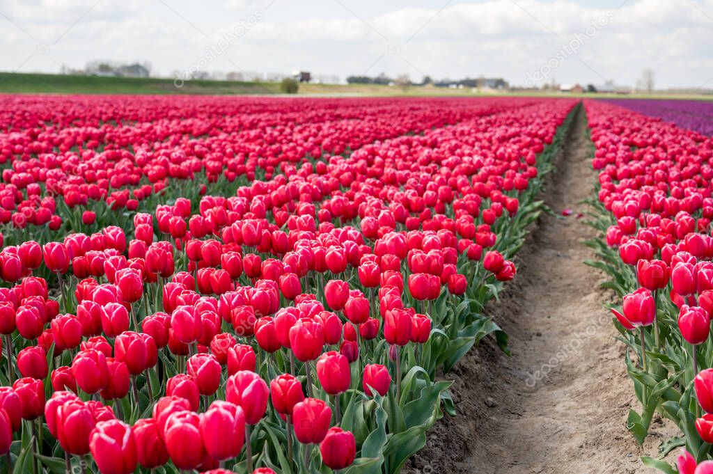 Dutch spring, colorful tulips in blossom on farm fields in april and may near Lisse, North Holland, the Netherlands