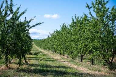 Yazın ağaçta olgunlaşan yeşil badem fındıkları, Provence, Fransa 'da badem fındığı ekimi