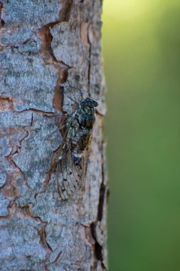 Provence sembolü, yetişkin ağustos böceği ağaçta oturur.