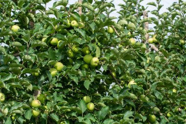 Fransa 'nın Provence kentindeki meyve bahçelerinde elma ağaçlarında yetişen genç yeşil elmalar