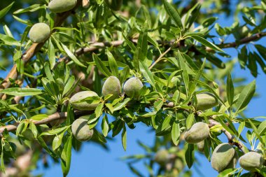 Yazın ağaçta olgunlaşan yeşil badem fındıkları, Provence, Fransa 'da badem fındığı ekimi