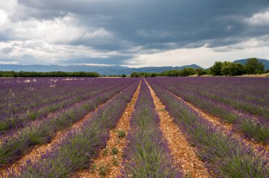 Fransa 'nın güneyinde turistik bir yer, Temmuzda Valensole, Provence platosunda çiçek açan renkli lavanta ve lavanta tarlaları..