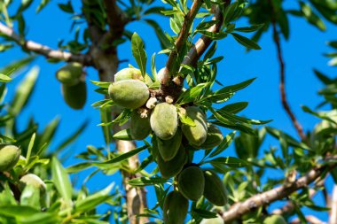 Yazın ağaçta olgunlaşan yeşil badem fındıkları, Provence, Fransa 'da badem fındığı ekimi
