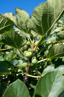 İncir ağacında yetişen yeşil organik incirler.