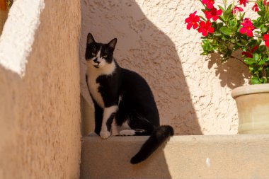 Küçük bir evin merdivenlerinde oturan siyah beyaz bir kedi.