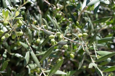 Yaz mevsiminde zeytin ağacında sallanan yeşil zeytinler.