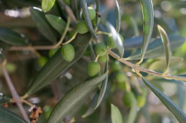 Yaz mevsiminde zeytin ağacında sallanan yeşil zeytinler.