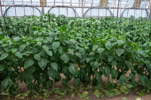 Reihen Grüner Paprika Oder Paprikapflanzen Einem Kleinen Französischen Gewächshaus Der — Stockfoto