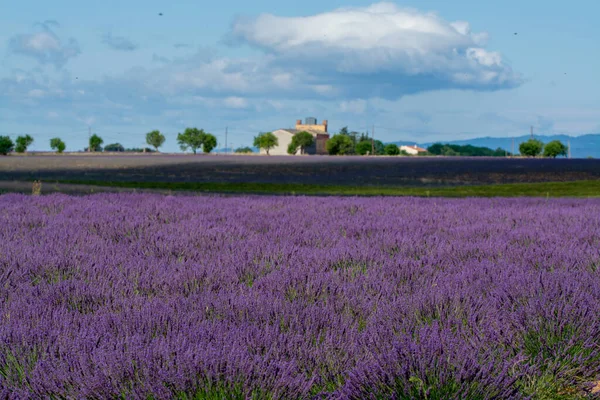 Miejscowość Turystyczna Południu Francji Kolorowe Aromatyczne Pola Lawendy Lawandy Kwiecie — Zdjęcie stockowe