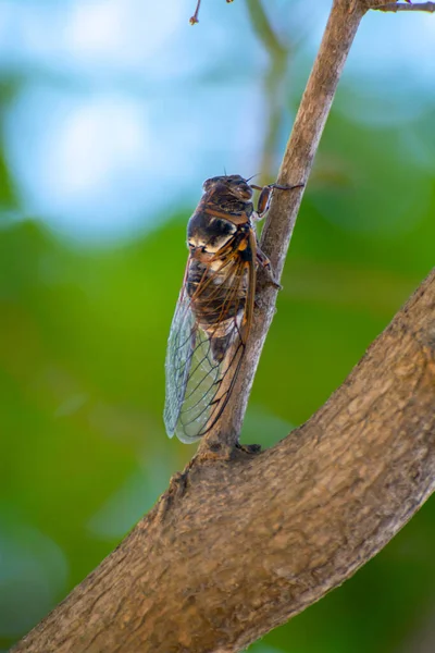 Símbolo Provenza Insecto Adulto Cigarra Orni Sienta Primer Plano Del —  Fotos de Stock