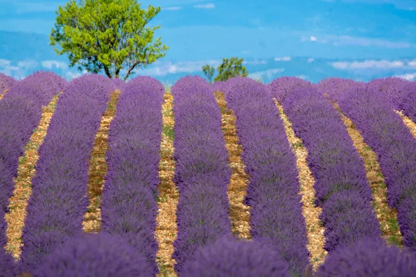 Touristic Destination South France Colorful Aromatic Lavender Lavandin Fields Blossom — Stock Photo, Image