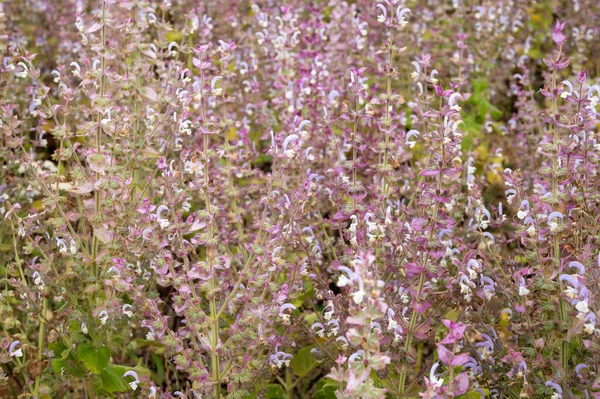 Anbau Der Aromatischen Heilpflanze Muskatellersalbei Oder Salvia Scarlea Die Der — Stockfoto