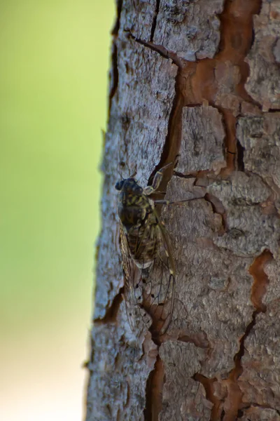 Simbol Provence Cicada Dewasa Orni Serangga Duduk Pohon Close — Stok Foto