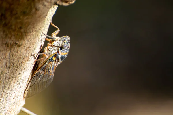 Provence Sembolü Yetişkin Ağustos Böceği Ağaçta Oturur — Stok fotoğraf