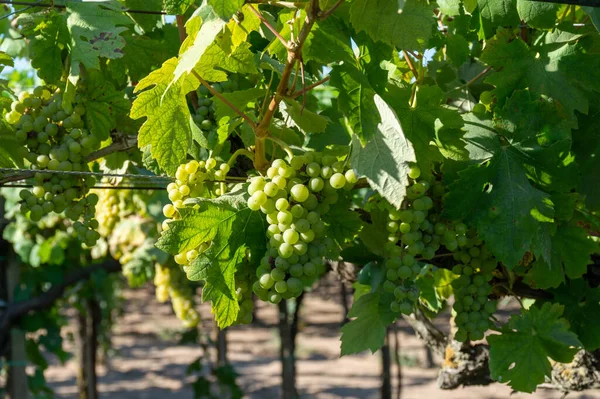 Klasar Vita Vin Muscat Druvor Mognar Solljus Vingårdar Nära Terracina — Stockfoto