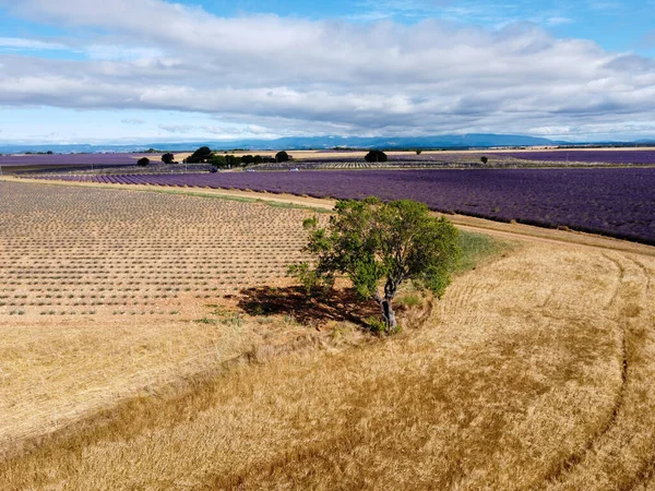 Touristisches Ziel Südfrankreich Luftaufnahme Von Farbenfrohen Aromatischen Lavendel Und Lavendelfeldern — Stockfoto
