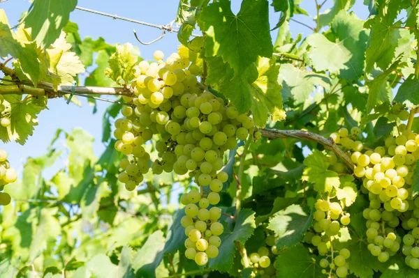 Ramos Uvas Moscatel Vino Blanco Madurando Luz Del Sol Viñedos —  Fotos de Stock