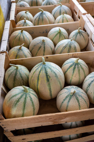 Sweet ripe cantalupe melons from Carpentras town for sale in wooden boxes on farmers market, Provence, France