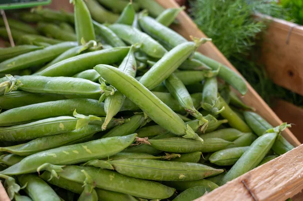 緑の庭の新しい収穫は フランスのプロヴァンスの毎週市場でエンドウ豆をスナップクローズアップ — ストック写真