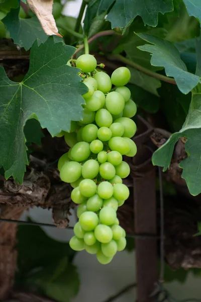 Egy Csomó Zöld Éretlen Csemegeszőlő Lóg Szőlő Növény Szőlőültetvény Közeli — Stock Fotó