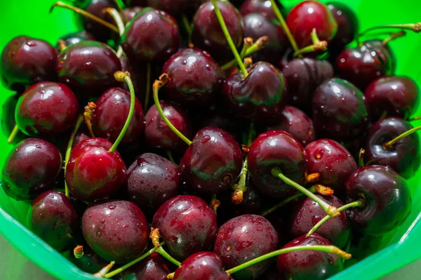 Neue Ernte Von Frischen Reifen Dunkelroten Kirschbeeren Der Provence Frankreich — Stockfoto