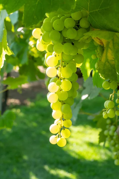 Ramos Uvas Moscatel Vino Blanco Madurando Luz Del Sol Viñedos —  Fotos de Stock