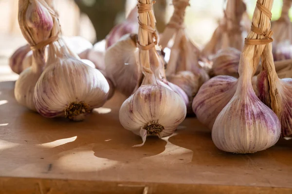 法国普罗旺斯市集上的一束新鲜的紫罗兰有机大蒜 — 图库照片