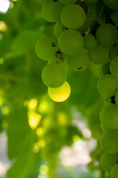Кучки Білого Винограду Мускатного Винограду Дозріває Світлі Сонця Виноградниках Біля — стокове фото