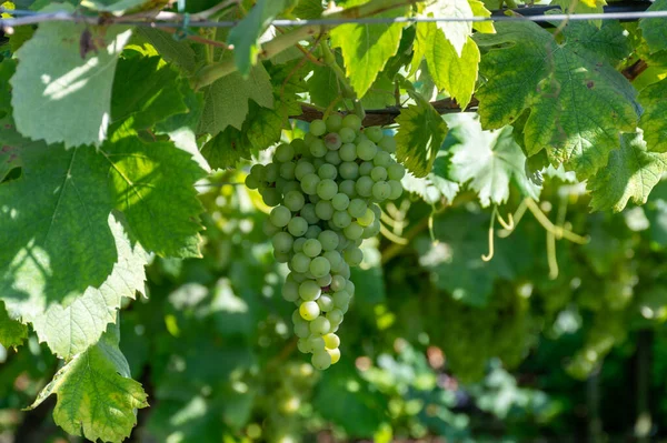 Trauben Von Weißweinmuskattrauben Reifen Sonnenlicht Auf Weinbergen Der Nähe Von — Stockfoto