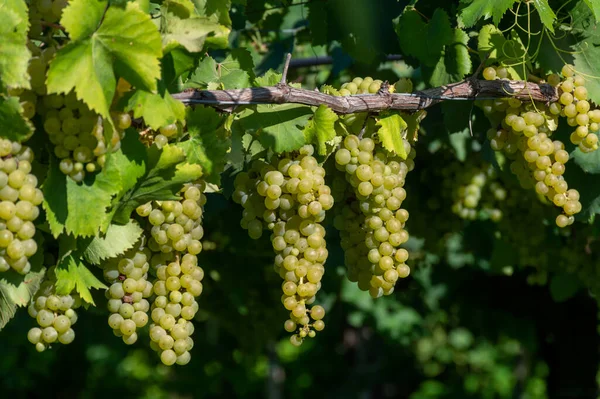 Bunches White Wine Muscat Grapes Ripening Sunlights Vineyards Terracina Lazio — Stock Photo, Image