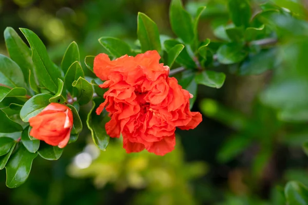 Sommer Rosa Blüte Von Granatapfel Obstbaum Obstgarten Aus Nächster Nähe — Stockfoto