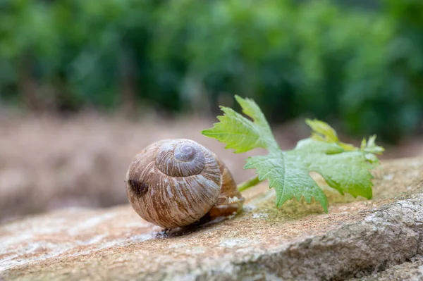 フランス料理 フランスのブルグニュのブドウ畑で栽培されている大きなおいしい食用の土地カタツムリのエスカルゴを閉じる — ストック写真