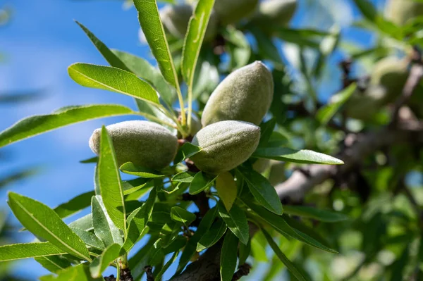 Green almonds nuts ripening on tree in summer, cultivation of almond nuts in Provence, France