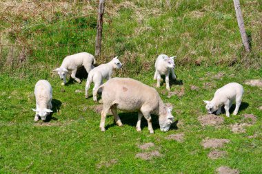 Yeni doğmuş koçbaşı olan kuzuların ailesi baharda Hollanda 'nın Zeeland kentindeki Kuzey Denizi' nin yeşil barajlarında otluyor.