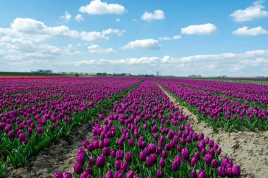 Hollanda manzarası, renkli lale çiçeği tarlaları Zeeland, Hollanda 'da nisan ayında çiçek açıyor.