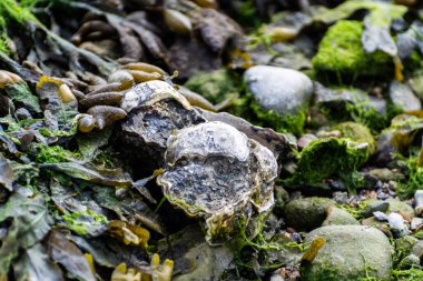 Hollanda, Zeeland 'deki alçak sular sırasında Oesterschelde Ulusal Parkı' nın tuzlu sularında taşların üzerinde yetişen yabani kremalı istiridye kabuklu deniz hayvanları.