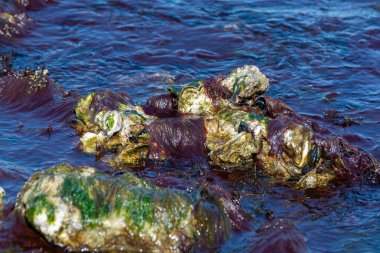 Hollanda, Zeeland 'deki alçak sular sırasında Oesterschelde Ulusal Parkı' nın tuzlu sularında taşların üzerinde yetişen yabani kremalı istiridye kabuklu deniz hayvanları.