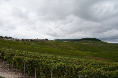 Epernay yakınlarında yeşil büyük cru üzüm bağları olan manzara, Fransa 'nın Champagne bölgesi, sonbahar yağmurlu günlerinde. Cote des Blanc 'ın kireçli topraklarında beyaz şarap üzümü yetiştiriyorum..
