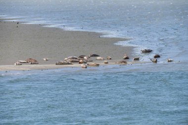 Hayvan koleksiyonu, Oosterschelde, Zeeland, Hollanda 'da alçak gelgit sırasında kumlu sahilde dinlenen bir grup büyük deniz foku.