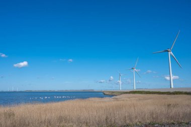 Hollanda manzarası, Zeeland 'deki yel değirmenleri, ilkbaharda Hollanda, Grevelingenmeer' deki pembe flamingoların kuşları ve renkleri.