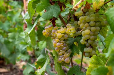 Epernay yakınlarında yeşil büyük cru üzüm bağları olan manzara, Fransa 'nın Champagne bölgesi, sonbahar yağmurlu günlerinde. Cote des Blanc 'ın kireçli topraklarında beyaz şarap üzümü yetiştiriyorum..