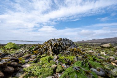 Hollanda, Zeeland, Grevelingenmeer 'de deniz tabanında alçak gelgit manzarası