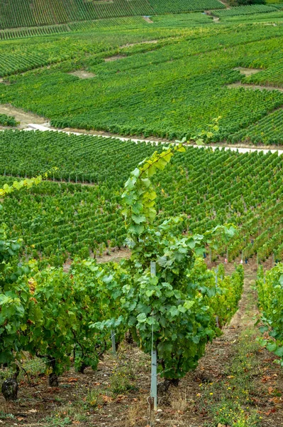 Landschaft Mit Grünen Grand Cru Weinbergen Der Nähe Von Epernay — Stockfoto